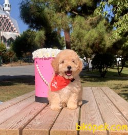 Toy Poodle Mini Boy Yavrular 3