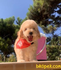 Toy Poodle Mini Boy Yavrular 2