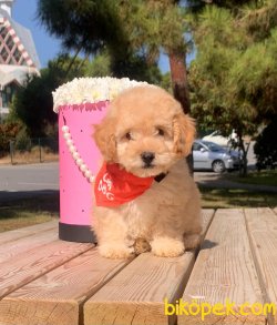Toy Poodle Mini Boy Yavrular 4