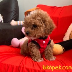 Toy Poodle Mini Boy Yavrular 2