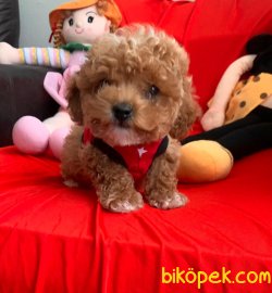 Toy Poodle Mini Boy Yavrular 3