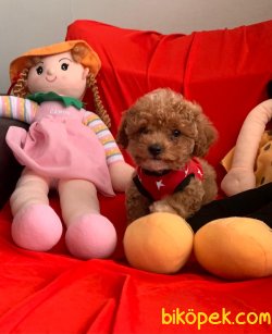 Toy Poodle Mini Boy Yavrular 1