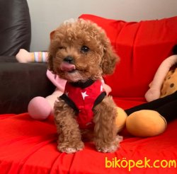 Toy Poodle Mini Boy Yavrular 4