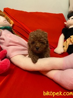 Toy Poodle Mini Boy Yavrular 3