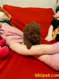Toy Poodle Mini Boy Yavrular 1