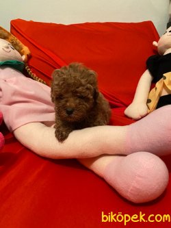 Toy Poodle Mini Boy Yavrular 2
