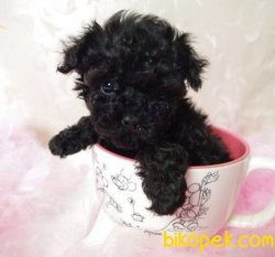 Black Toy Poodle Mini Boy Yavrular 1