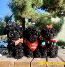 Black Toy Poodle Mini Boy Yavrular 2