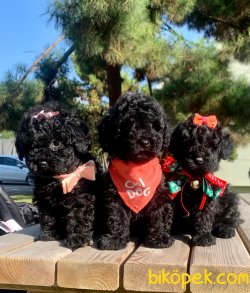 Black Toy Poodle Mini Boy Yavrular 3