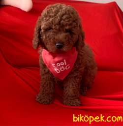 Toy Poodle Mini Boy Yavrular 2