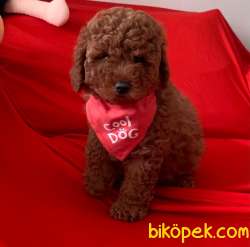 Toy Poodle Mini Boy Yavrular 1