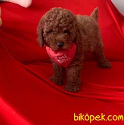 Toy Poodle Mini Boy Yavrular 3