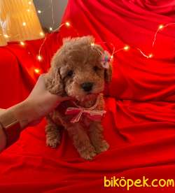 Toy Poodle Mini Boy Yavrular 2