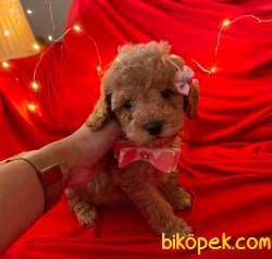 Toy Poodle Mini Boy Yavrular 3