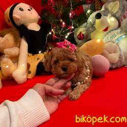 Toy Poodle Mini Boy Yavrular 3