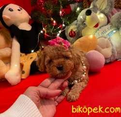 Toy Poodle Mini Boy Yavrular 2