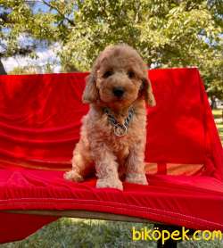 Toy Poodle Mini Boy Yavrular 1