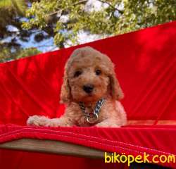 Toy Poodle Mini Boy Yavrular 2