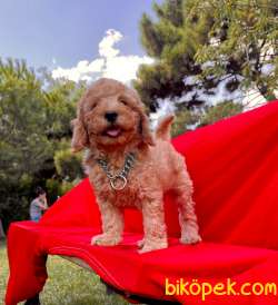 Toy Poodle Mini Boy Yavrular 3
