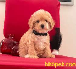 Toy Poodle Mini Boy Yavrular 2