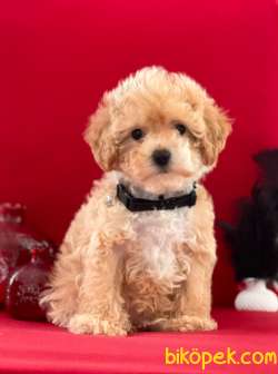 Toy Poodle Mini Boy Yavrular 3