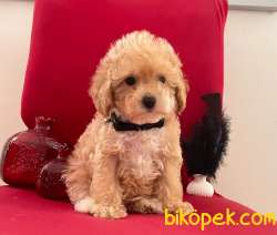 Toy Poodle Mini Boy Yavrular 1