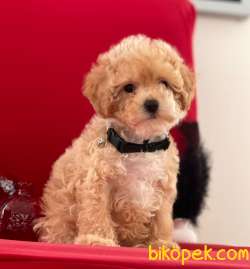 Toy Poodle Mini Boy Yavrular 4