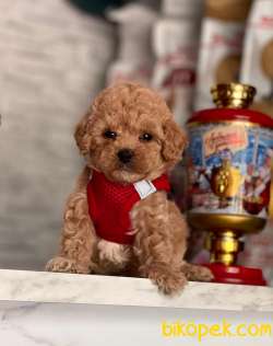 Red Brown Toy Boy Poodle Yavrular 1