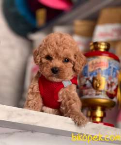 Red Brown Toy Boy Poodle Yavrular 4