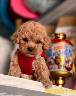 Red Brown Toy Boy Poodle Yavrular 3