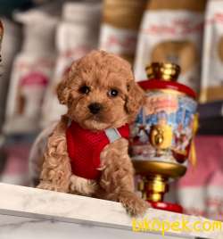Red Brown Toy Boy Poodle Yavrular 2