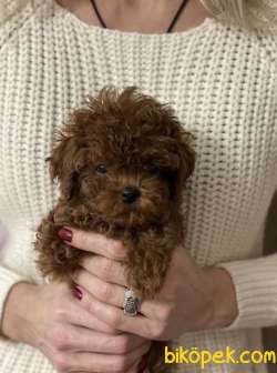 Toy Poodle Sevimli Güzel Yavrular 2