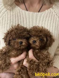 Toy Poodle Sevimli Güzel Yavrular 4