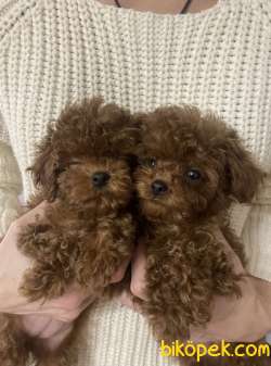 Toy Poodle Sevimli Güzel Yavrular 1