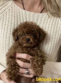 Toy Poodle Sevimli Güzel Yavrular 5