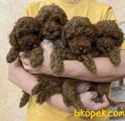 Toy Poodle Mini Mini Yavrularımız 1