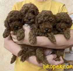 Toy Poodle Mini Mini Yavrularımız 2