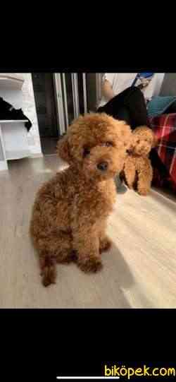 Toy Poodle Mini Mini Yavrularımız 3