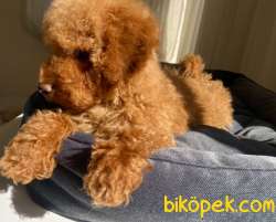 Toy Poodle Mini Red Brown 4