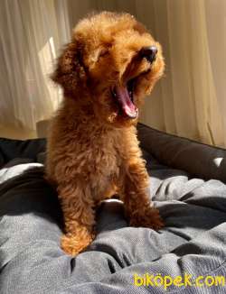 Toy Poodle Mini Red Brown 2