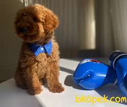 Toy Poodle Mini Red Brown 5