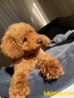 Toy Poodle Mini Red Brown 3