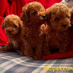Toy Poodle Mini Safkan Yavrularımız 2