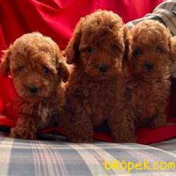 Toy Poodle Mini Safkan Yavrularımız 4