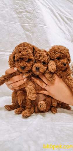 Toy Poodle Mini Safkan Yavrularımız 1
