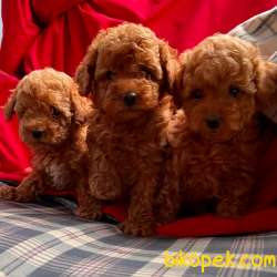 Toy Poodle Mini Safkan Yavrularımız 3