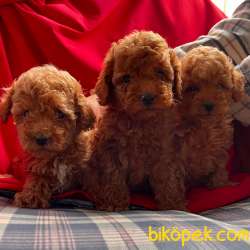 Toy Poodle Mini Safkan Yavrularımız 5