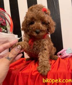 Toy Poodle Mini Teacup Yavrularımız 2