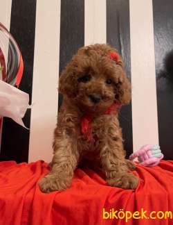 Toy Poodle Mini Teacup Yavrularımız 3