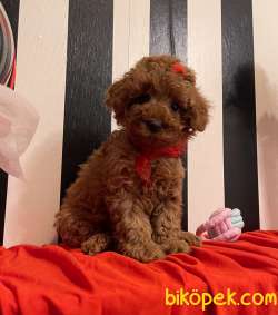 Toy Poodle Mini Teacup Yavrularımız 1